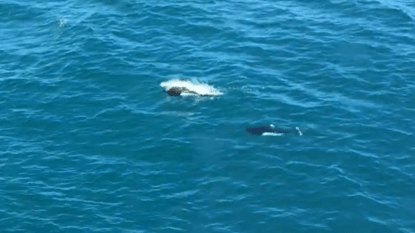 Blogging While Traveling in Alaska: Comedic Missteps and Lessons Learned Text by Rita E. Gould