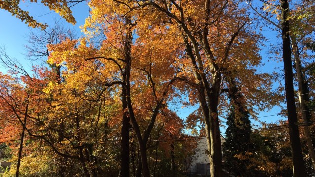 Notes from NaNoWriMo: A Week in the Life of a Wrimo. Text and Photo by Rita E. Gould