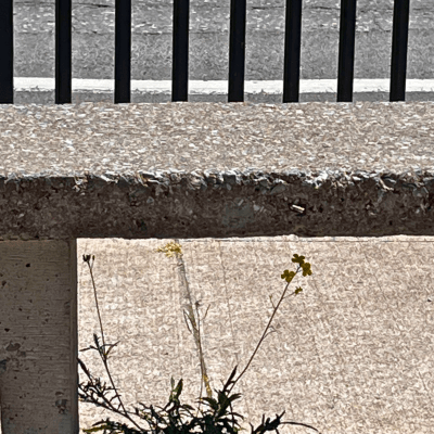 Photo of flowers growing through pavement, under a bench.